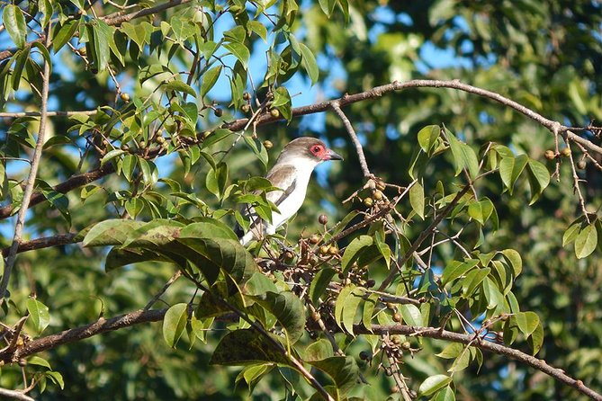 Private Tour: Birdwatching from Cancun - Carlos, Lugo, Luis, and Eddie: what great bird guides actually do