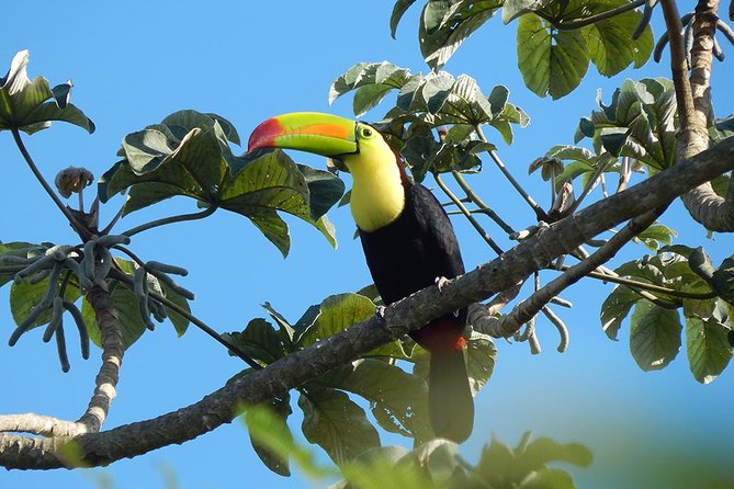 Private Tour: Birdwatching from Cancun - Food for the field: snacks, coffee, and local lunch