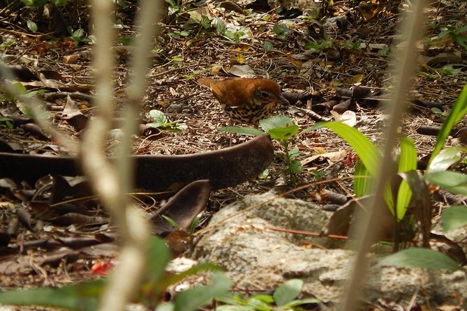 Private Tour: Birdwatching from Cancun - What to expect on your final return to Cancun