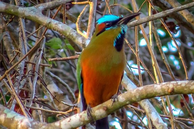 Private Tour: Birdwatching from Cancun - Cancun hotel pickup, the vehicle ride, and how the timing really works