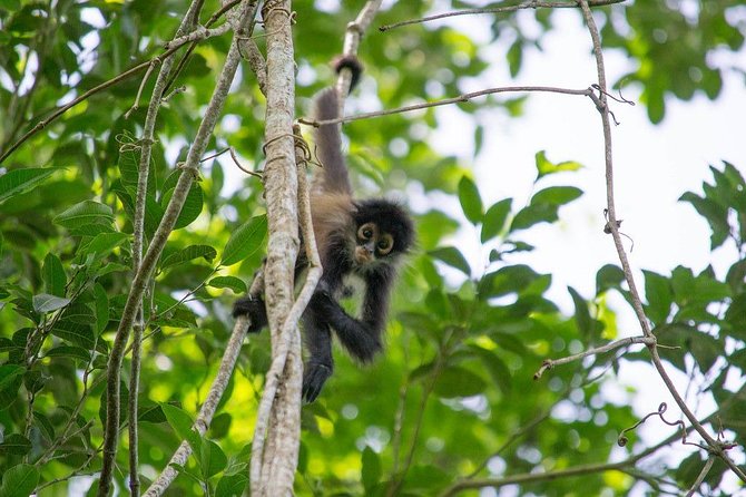 Private Tour: Coba ruins & Monkey Sanctuary with Punta Laguna - Where the Mayan Ceremony Fits Into the Day