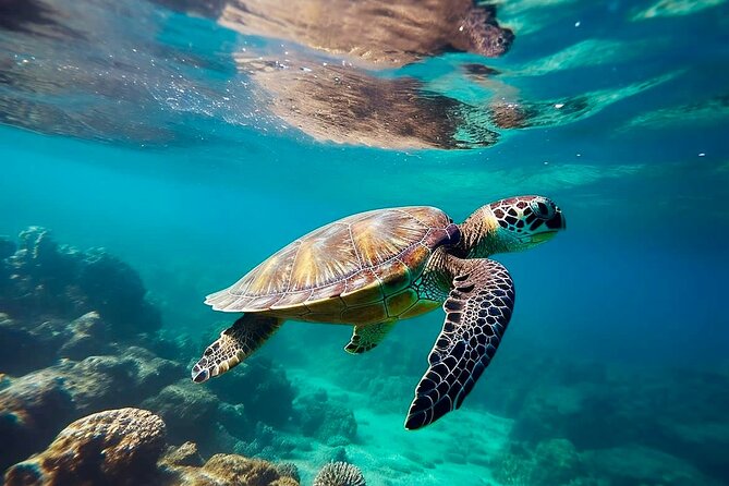 Private Tour Tulum Tortugas Cenote Beach All Inclusive - Key things I’d circle before you go