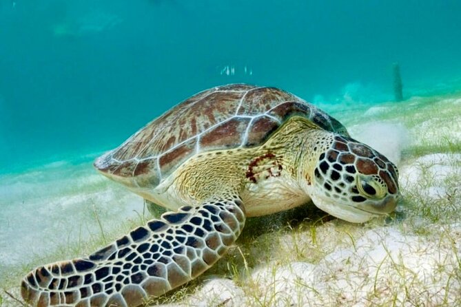 Private Tour Tulum Tortugas Cenote Beach All Inclusive - Oceanfront Mexican lunch in Akumal: tacos, ceviche, and options