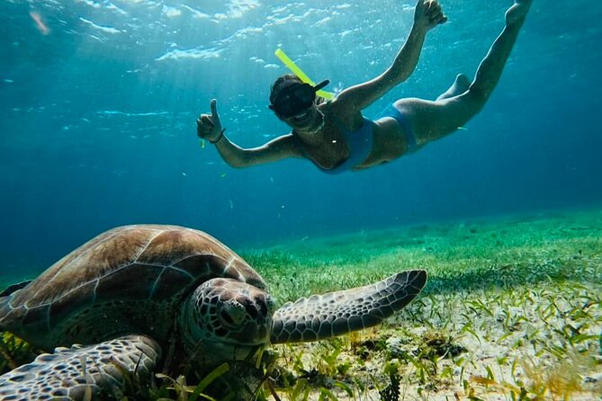 Private Tour Turtles Coral Reef Cenote Beach All inclusive - Key highlights you will actually feel
