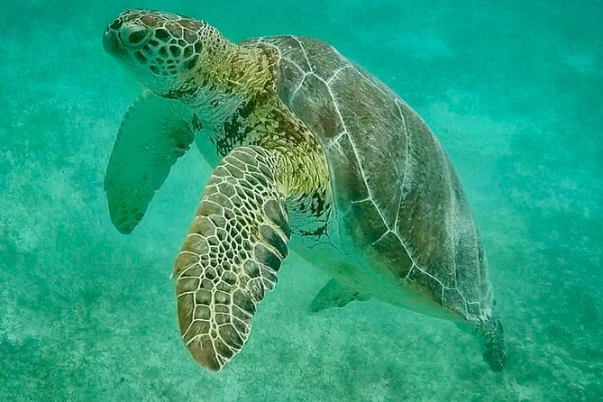 Private Tour Turtles Coral Reef Cenote Beach All inclusive - Private tour from Tulum: pickup that saves your morning