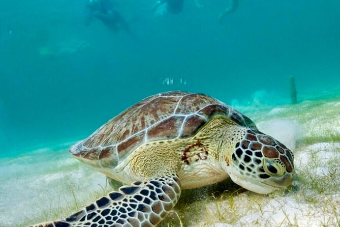 Private Tour Turtles Coral Reef Cenote Beach All inclusive - All-inclusive value, and the small things you should double-check