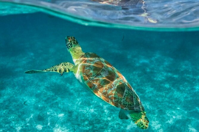 Private Tour Turtles Coral Reef Cenote Beach All inclusive - Should you book it? My take for the value conscious traveler