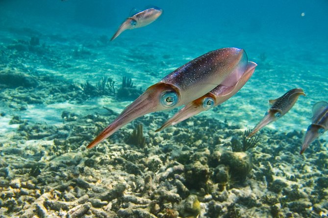 Private Tulum Ruins, Turtles in Akumal and Cenote Adventure - Value check: is $375 for 7 hours a good deal?