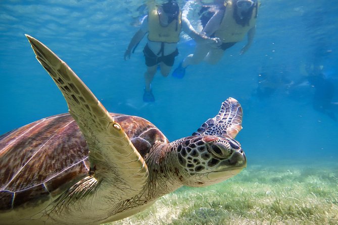 Private Turtle Snorkel Adventure in Akumal - Early Morning Akumal, and Why It Changes Everything
