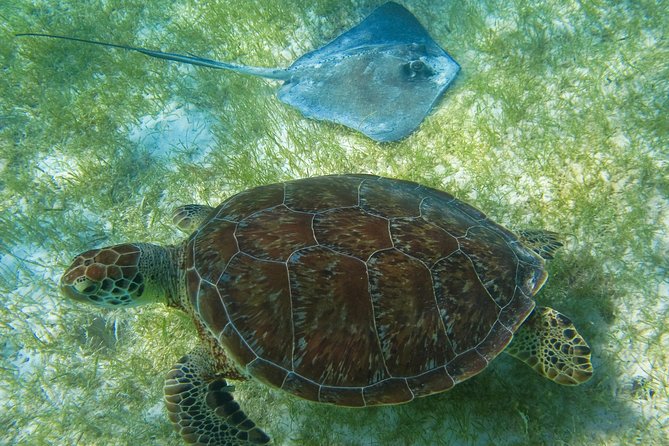 Private Turtle Snorkel Adventure in Akumal - Reef Time Is Short, So Make It Count