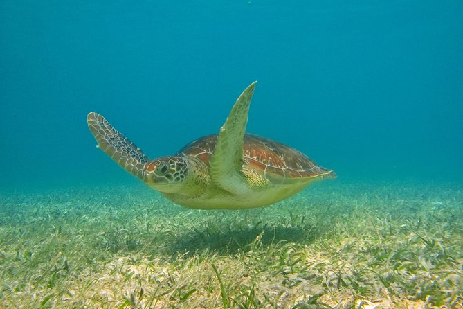 Private Turtle Snorkel Adventure in Akumal - Gear, Comfort, and What to Wear in Akumal