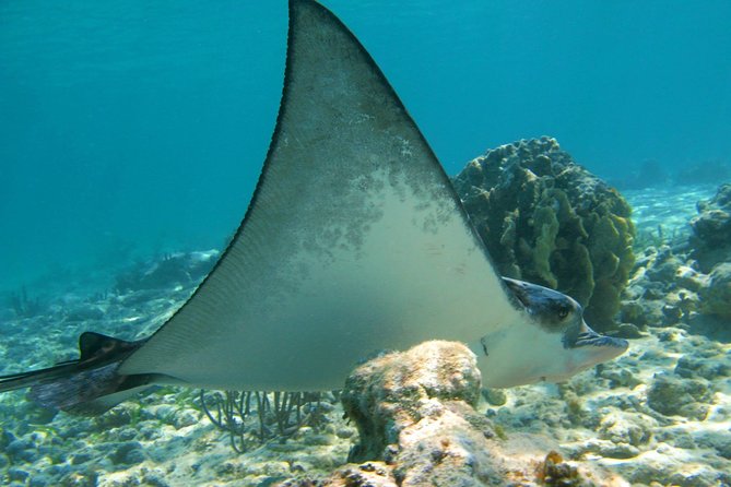 Private Turtle Snorkel Adventure in Akumal - Who This Private Turtle Snorkel Is Best For