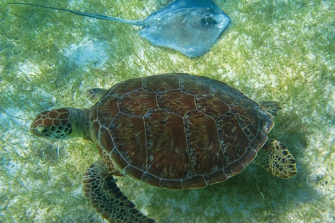 Private Turtles & Cenotes Adventure - Turtle Bay and Cenotes, in One Tight 5-Hour Plan