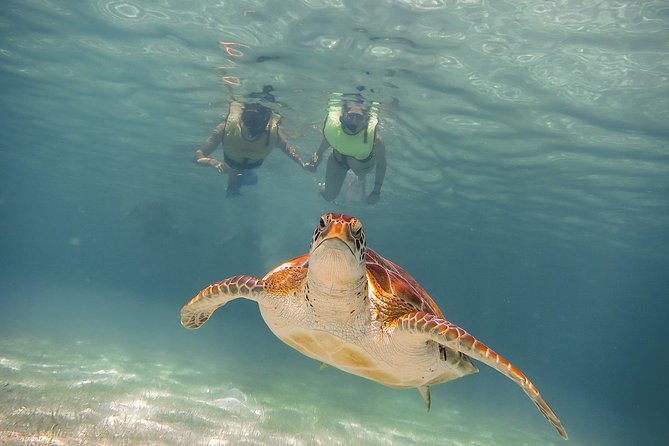 Private Turtles & Cenotes Adventure - Puerto Aventuras and Turtle Bay: What the First Snorkel Really Offers
