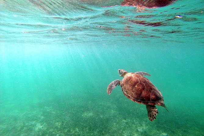 Private Turtles & Cenotes Adventure - What to Pack for a 6:00 am Start (and a Water Day)