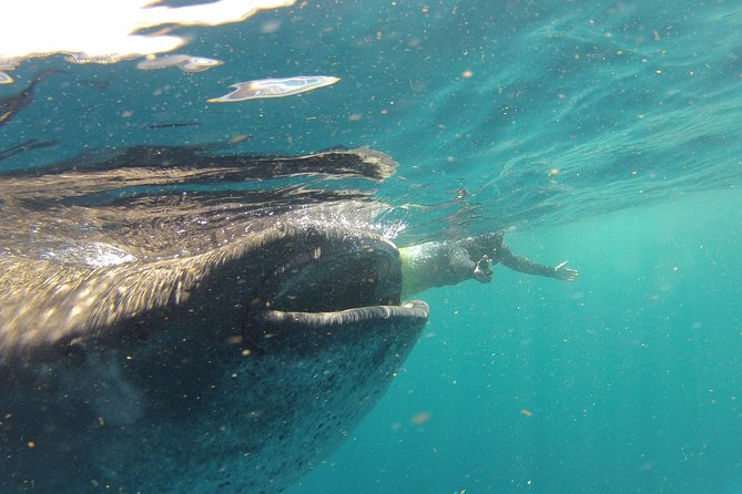 Private Whale Shark All Inclusive Experience - Private transportation and what your money is buying