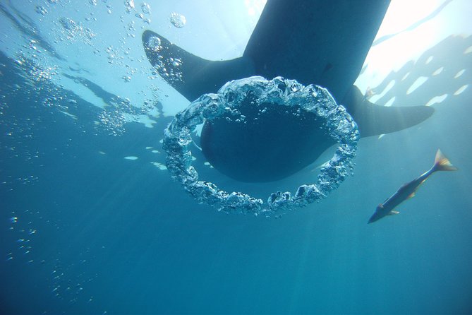 Private Whale Shark All Inclusive Experience - Playa Norte lunch and beach time you will actually remember