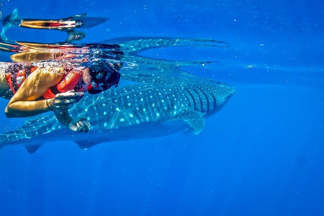Private Whale Shark All Inclusive Experience - What’s included, what’s extra, and how to budget the real total