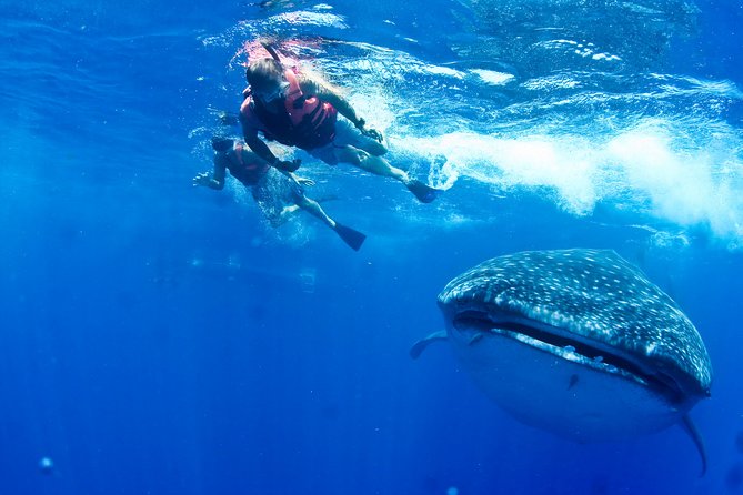 Private Whale Shark All Inclusive Experience - 6:00 am pickup and the short ride that sets your odds