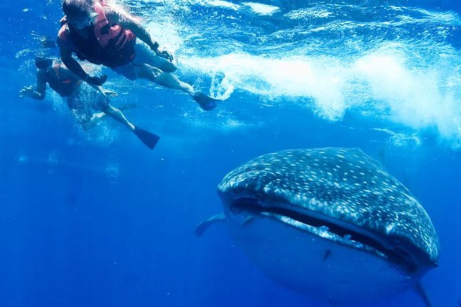 Private Whale shark Ecofriendly tour from Cancun - Cancun Whale Shark Timing: Why 6 AM Matters