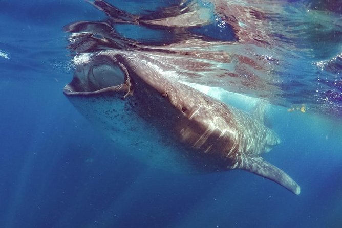 Private Whale shark Ecofriendly tour from Cancun - Snorkeling With Whale Sharks: What You Do in the Water