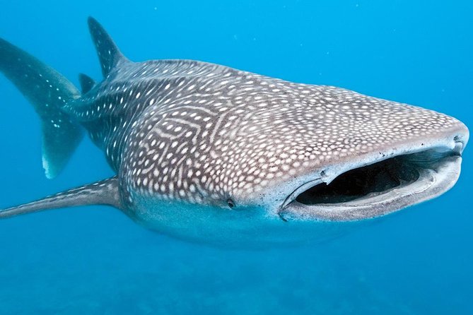 Private Whale shark Ecofriendly tour from Cancun - Lunch at the Right Time, Plus Reef Snorkel Options
