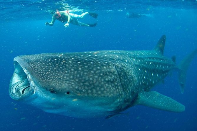 Private Whale shark Ecofriendly tour from Cancun - Price and Value at $895 Per Person