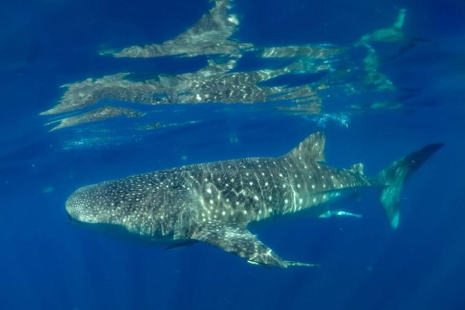 Private Whale shark Ecofriendly tour from Cancun - Who This Private Whale Shark Tour Is Best For