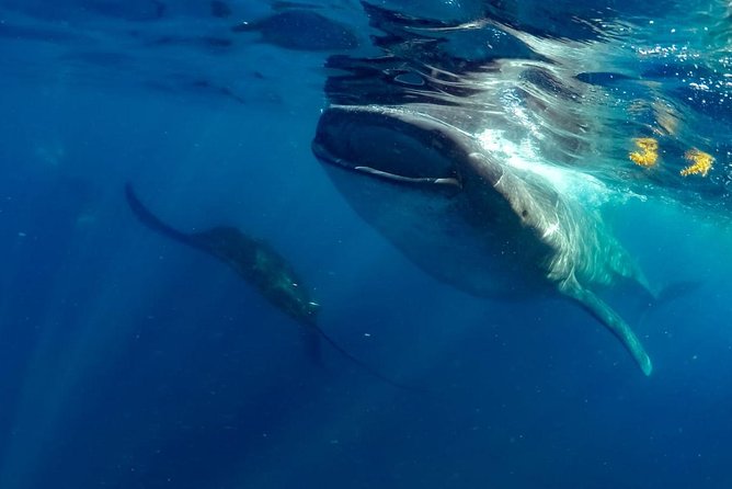 Private Whale shark Ecofriendly tour from Cancun - Weather, Waiting, and the Reality of Whale Sharks