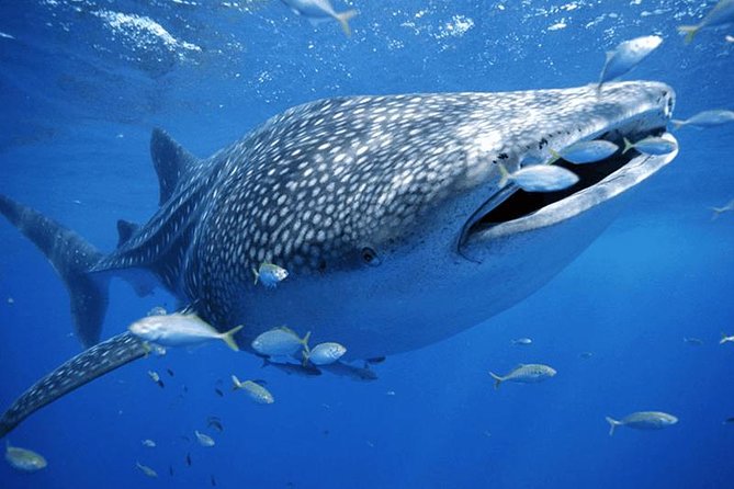 Private Whale shark Ecofriendly tour from Cancun - Marina Hacienda del Mar Briefing: Get Oriented Fast