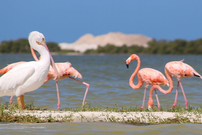 Private Yucatan Discovery Tour - Rio Lagartos boat trip: wildlife spotting with real payoff