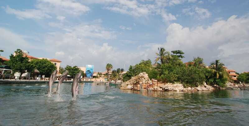 Puerto Aventuras: Dolphin Swim, Sea Lions, Manatees, & Lunch - FAQ