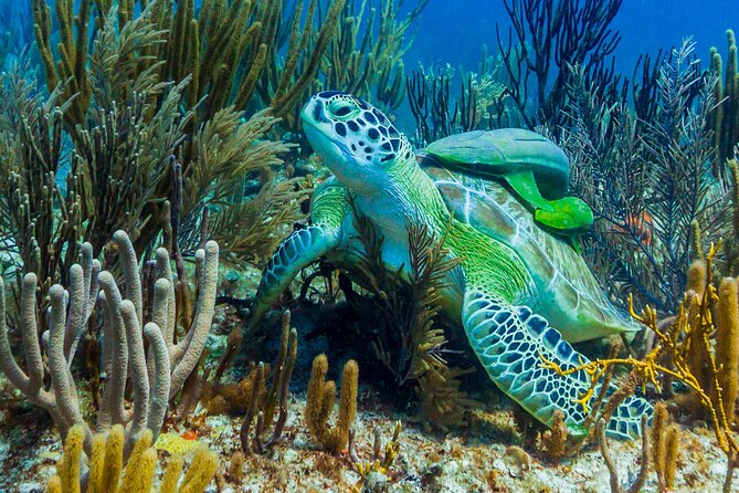 Puerto Morelos Catamaran Reef Sail and Snorkel - Should you book this Puerto Morelos catamaran reef sail and snorkel?