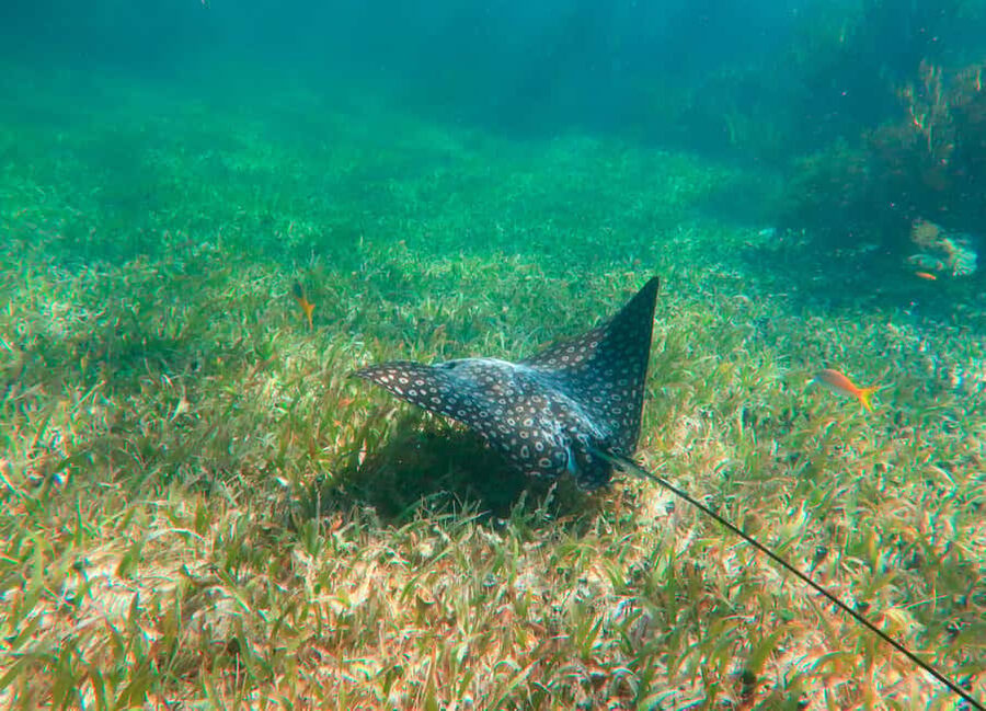 Puerto Morelos: National Reef Park Snorkeling & Beach Lunch - Puerto Morelos Reef Park: Why this snorkel beats a drive-by
