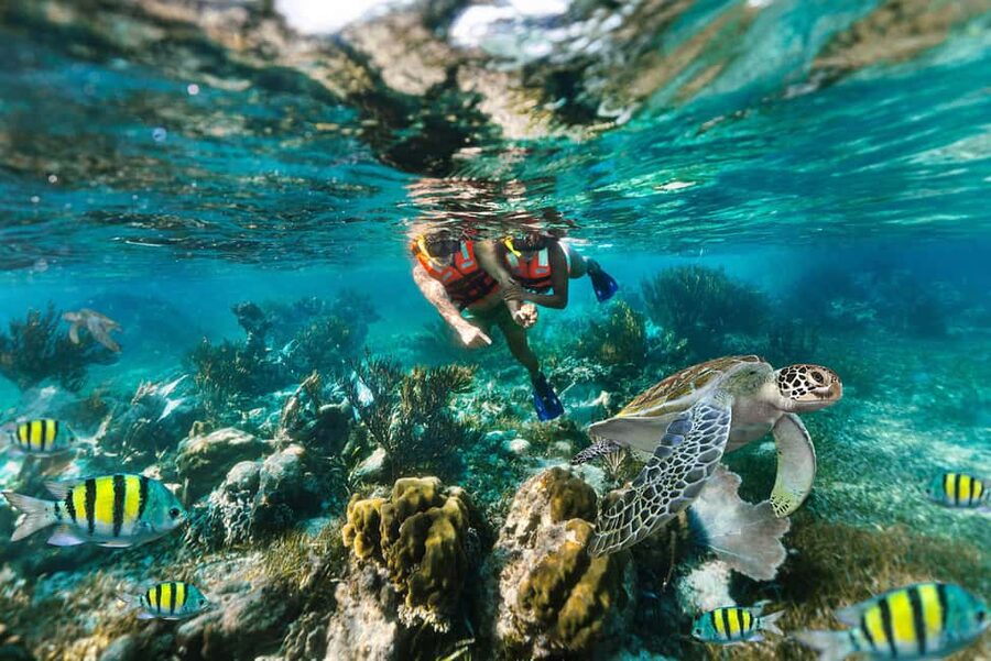 Puerto Morelos: National Reef Park Snorkeling & Beach Lunch - Snorkeling the Great Mayan Reef: what you should look for