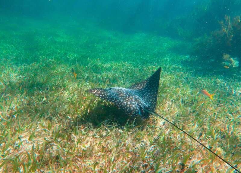 Puerto Morelos: National Reef Park Snorkeling & Beach Lunch - Rules that can affect your photos, sunscreen, and comfort