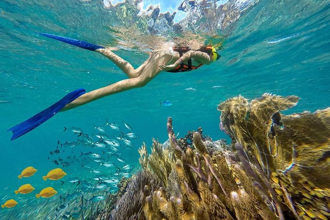 Puerto Morelos Reef Snorkeling Tour with Lunch & Hotel Pickup - A Reef Escape From Cancun: Puerto Morelos in About 4 Hours
