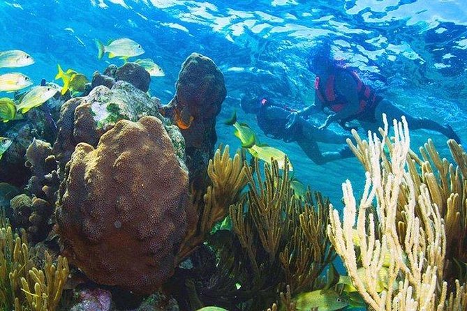 Puerto Morelos Reef Snorkeling Tour with Lunch & Hotel Pickup - Who Should Book This Tour, and Who Might Skip It