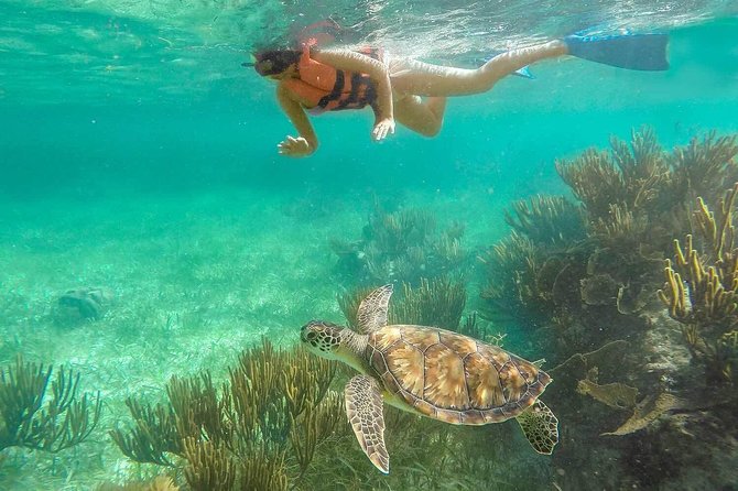 Puerto Morelos Reef Snorkeling Tour with Lunch & Hotel Pickup - Should you book the Puerto Morelos Reef Snorkeling Tour?