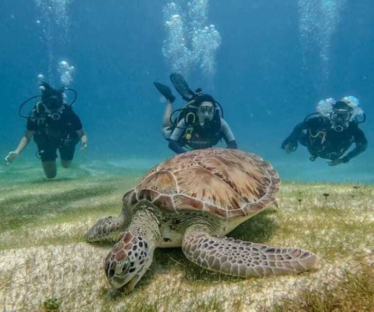 Puerto Morelos: Scuba Diving for Beginners - 2 Dives - Price Value: What $186 Includes and What Costs Extra