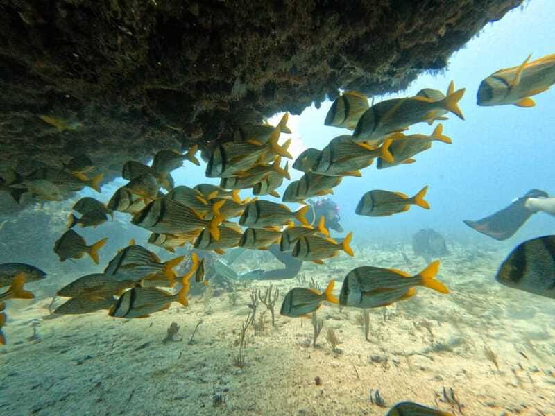 Puerto Morelos: Scuba Diving for Beginners - 2 Dives - Timing, Weather, and How to Plan Around the Water