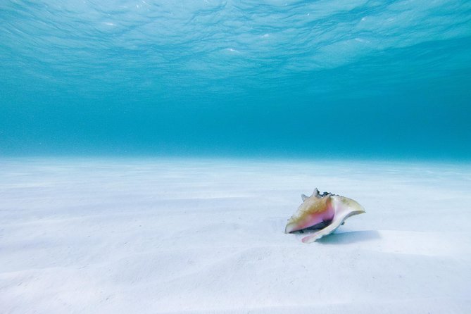 Puerto Morelos Secret Sandbar Catamaran Sail - Secret Sandbar time: shallow entry, floating mats, and paddleboards