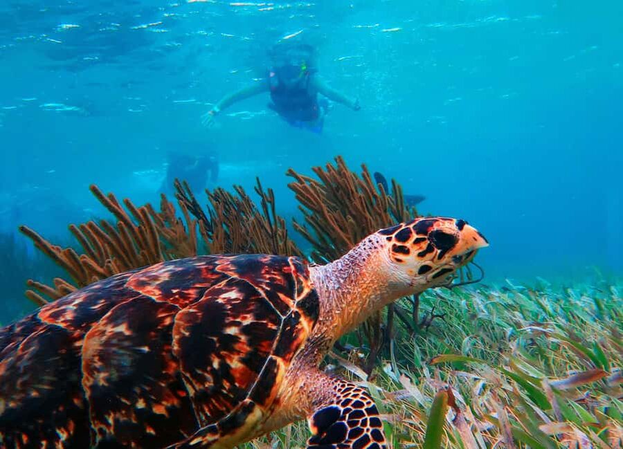 Puerto Morelos: Snorkel, Town Walk, Tequila & Beach Lunch - Best fit: who will love this tour and who should skip it