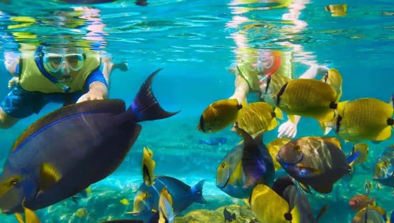 Puerto Morelos: Snorkeling at The National Reef Park - Key highlights to know before you go