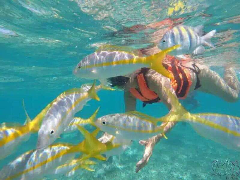 Puerto Morelos: Snorkeling at The National Reef Park - The two snorkeling spots in a tight 2-hour timeline
