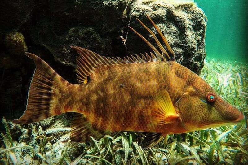 Puerto Morelos: Snorkeling Guided Activity - Key Highlights You’ll Care About