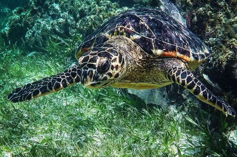 Puerto Morelos: Snorkeling Guided Activity - Puerto Morelos National Park: why this reef is a big deal