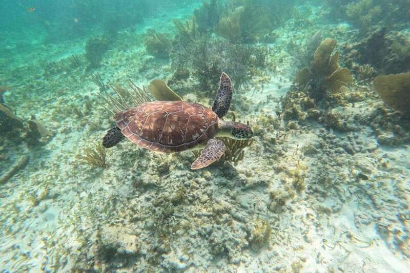 Puerto Morelos: Snorkeling Guided Activity - Price and value: what $35 gets you and what it doesn’t