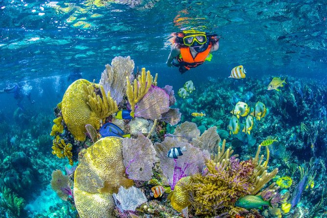 Reef Snorkel In National Park In Puerto Morelos With Lunch And Transportation - Puerto Morelos National Reef Park: Why this spot is worth your time