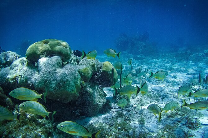 Reef Snorkel In National Park In Puerto Morelos With Lunch And Transportation - Puerto Morelos on foot: market stroll and beach club break